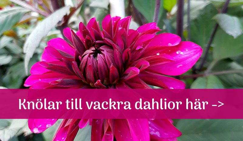 https://www.wexthuset.com/froer-lokar/blomsterlok-knolar/knolar-till-dahlia